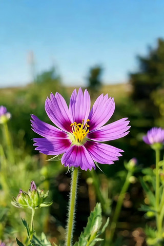 紫色格桑花特写 紫色格桑花特写