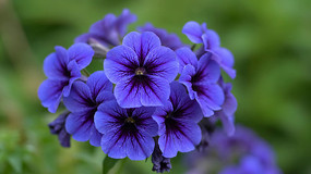 ��ɫ����΢����д