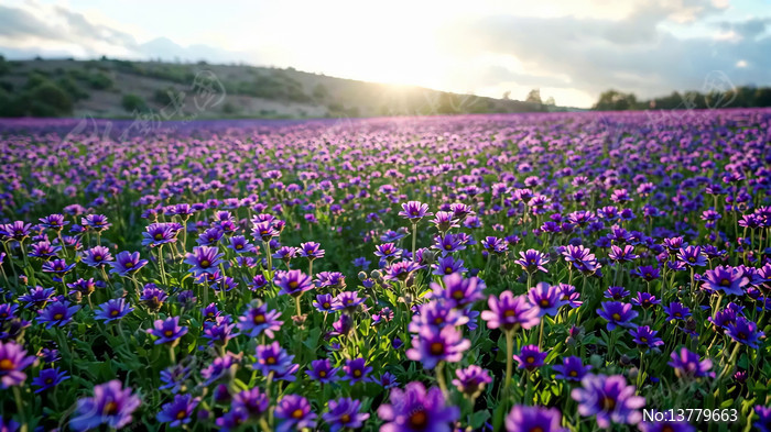 ��ɫ��������ȫ��