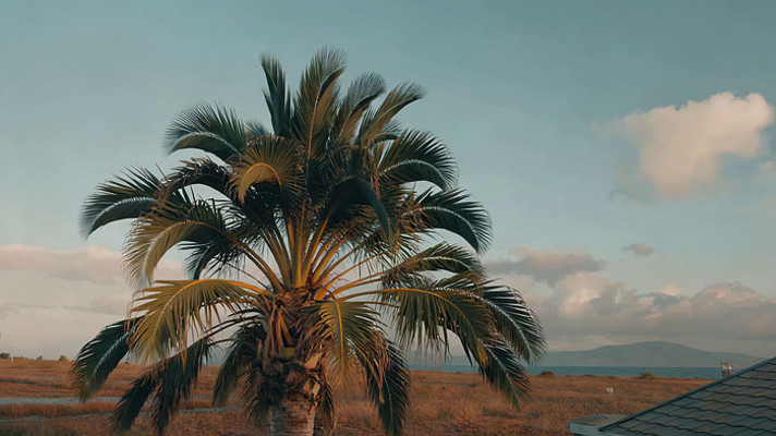 �������Ȼ��⻭��