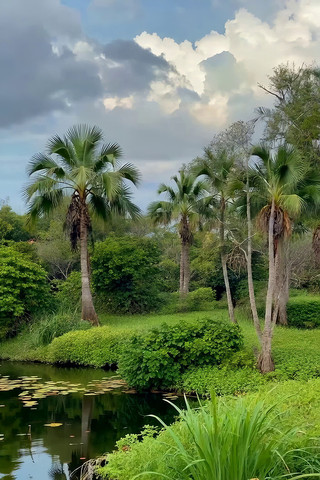 棕榈树自然风光湖畔景致 棕榈树自然风光湖畔景致