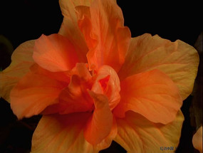 Ư��������Ƶ