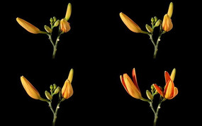 Ⱥ������