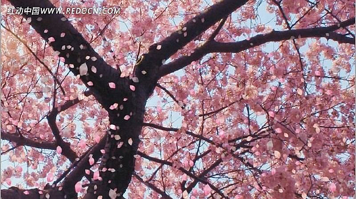 �������ӣ������Ƶ