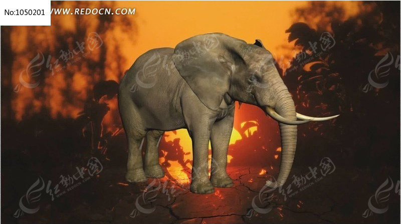 ���������Ƶ