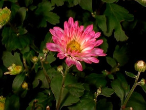 �ʻ�ʢ����̬��Ƶ