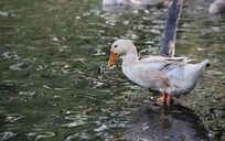 ����Ѽ��