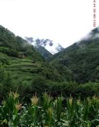 糿
