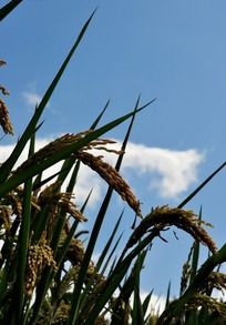 ����鵾��