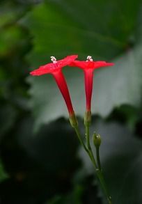 Ѥ�õĺ�ɫ���Ȼ�