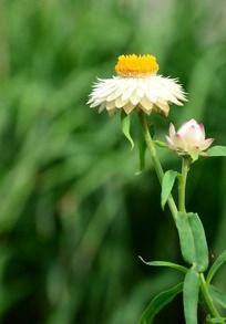 һ֦����İ�ɫ��˾�