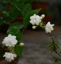 һ������