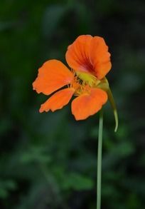 ��Ө���εĺ�����