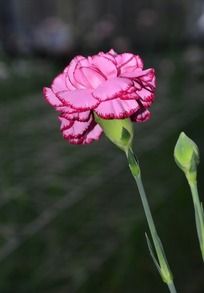 ��ɫ����ܰ