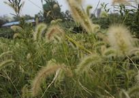 ��β�Ͳݲݴ�