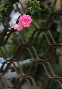 ��ɫ����