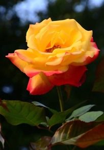 �������˵��¼���