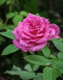 ʢ����Ʒ��ɫ�¼�