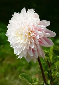 ��ɫ����������ͼ