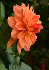 �����ɫ��������Ӱͼ