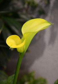 ��ɫ����������