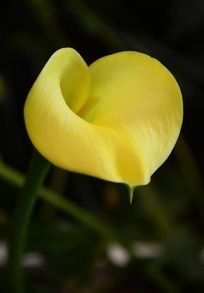 ��ɫ����������