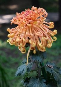 ���Ž��ص��񻨾�