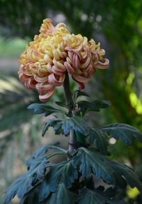 ���˿����ľջ�