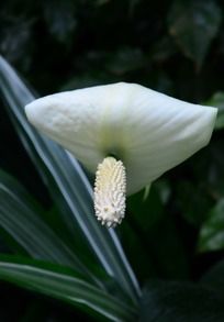 ���޵İ��ƻ�