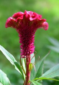 ��Ӳӵļ��ڻ�