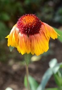 ��ɫ�ɹ���