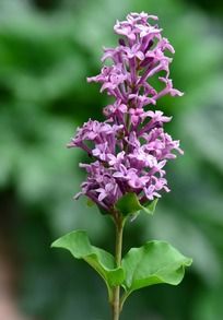 �����Ķ��㻨