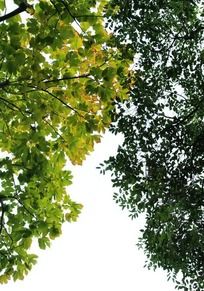 ����µ���֦֦Ҷ