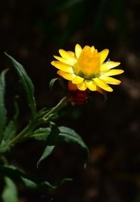 ���޵Ļ�ɫ��Ѿ�