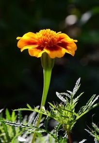 ��ɫ�ջ���д