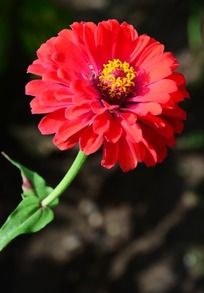 ʢ���ĺ�ɫ���ղݻ���