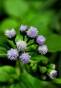 ��ɫë���׵�С��