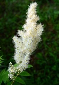 ��ɫ������÷