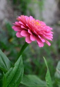 ���ŵķ�ɫ���ղ�