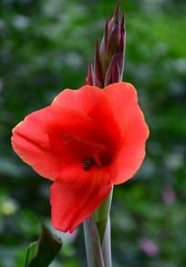 ���޵ĺ�ɫ���˽�