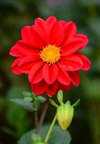 ����Ⱦ�ĺ�ɫ������