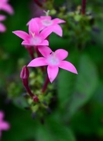 ��ɫ���ǻ���д