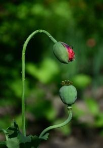 �������ŵĻ��Ƕ�