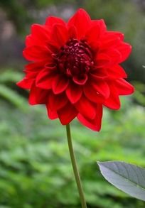 ��ɫ������