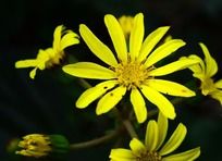 ��ɫ����