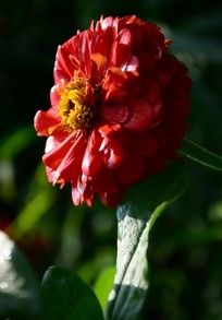 ���޵ĺ�ɫ������