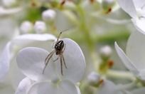 �����ϵ�֩��΢��