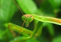 ���ͷ��΢��