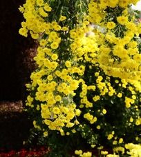 ���޵Ļ�ɫ�ر���