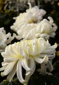 ������޵İ׾ջ�